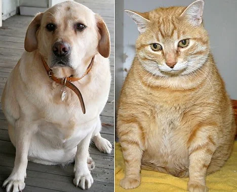 Helping Out Your Overweight Pets