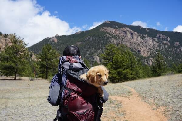 Traveling With Pets